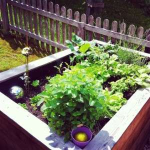 Frische Kräuter im Talblick Garten